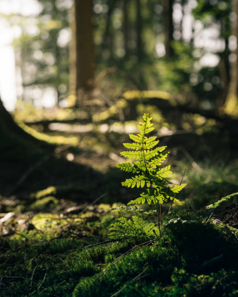 istock Vibrant young tree growing in the lush green forest surrounded by mossy rocks. 1910152413