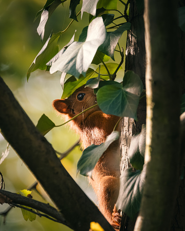 A curious squirrel is perched on a tree branch, which is supporting an object in its paws.