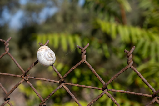 White shell of a snail on the top of a rusted wire fence. Fresh green leaves of trees and a blue sky in a blurry background. Erikousa, Greece.