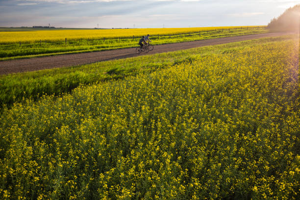 Two men pedal side by side during a gravel bicycle ride past fields of canola on a country road near Calgary, Alberta, Canada, in the summertime. Gravel bikes are like road bikes but with sturdy wheels and tires for riding on rough terrain. In the background there are high voltage electricity towers and power cables visible.