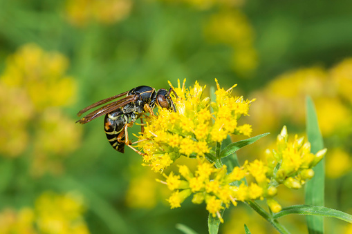 Selective focus on a dark northern Paper Wasp, Polistes Fuscatus, on a flower