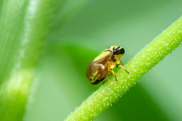 istock Dogwood spittlebug, Clastoptera Proteus 1910178000