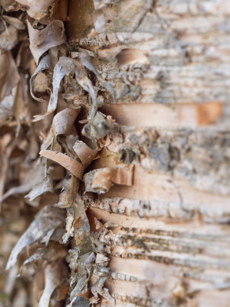 istock Close up on detail bark 1910179030