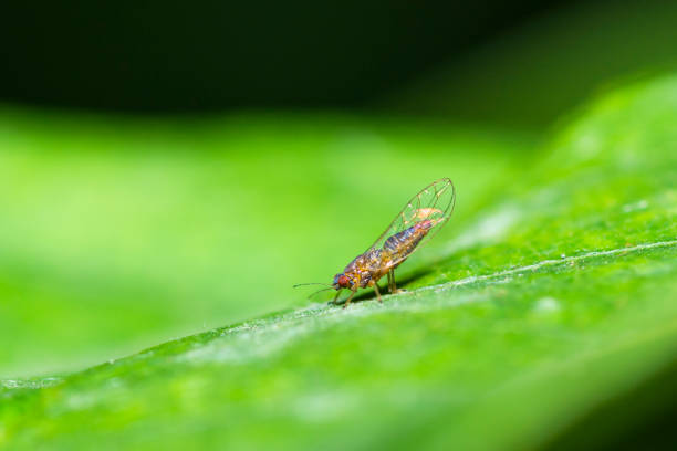 istock Psyllid jumping plant lice on a leaf 1910182153