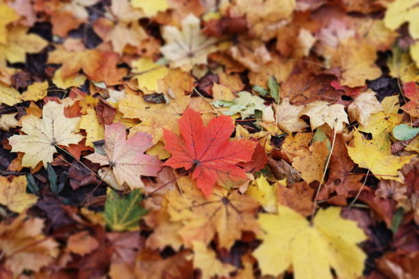 Carpet of autumn leaves