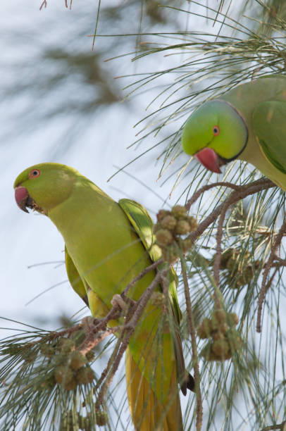istock Pair of rose-ringed parakeets. 1910195061