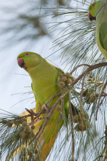istock Pair of rose-ringed parakeets. 1910195572