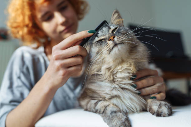 istock domestic cat grooming 1910198665