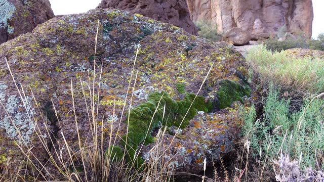 Yellow lichens and green moss on stones in a mountain desert in Arizona, near Phoenix
