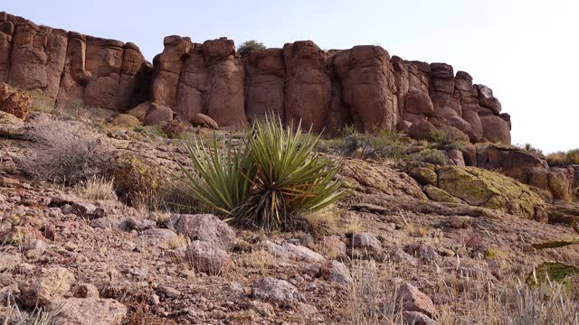 Yucca and Cacti in a Red Cliffs Mountain Landscape in California, USA