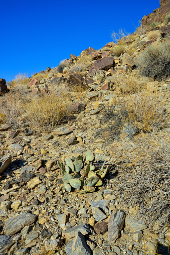 Opuntia basilaris. Rock Climb Hidden Valley Big Rocks Prickly Pear Cactus Mojave Desert Joshua Tree National Park, California