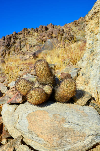 cushion foxtail cactus (escobaria alversonii, coryphantha alversonii), cacti in the california desert. usa california - coryphantha zdjęcia i obrazy z banku zdjęć