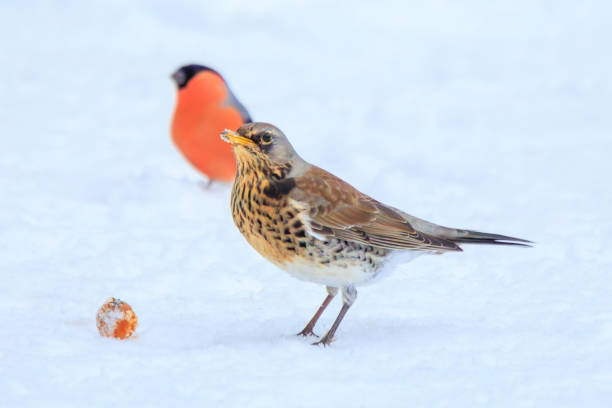 An image of a snow-covered suspended peanut-filled bird feeder. It is hanging from a rotary washing line in the sunshine.
