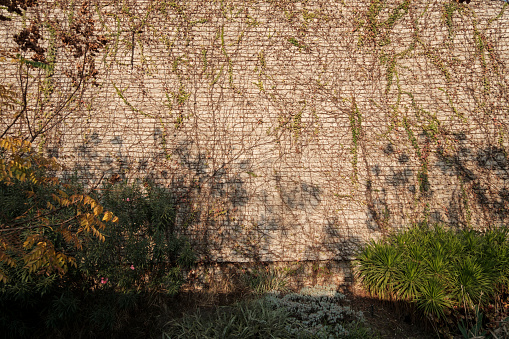 A wall covered with vines and plants