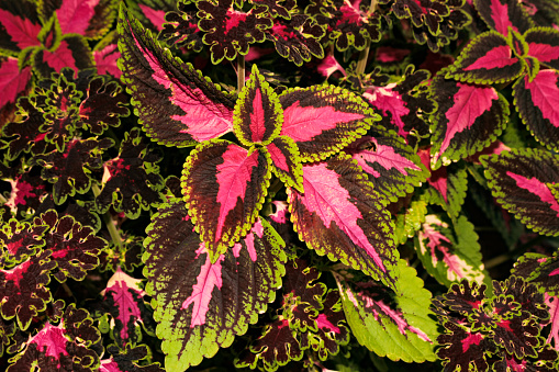 Colored leaves of Solenostemon scutellarioides L., known as Coleus, coleus-de-Java or Coração-Maguado, ornamental perennial plant of the family Lamiaceae, originally from Southeast Asia