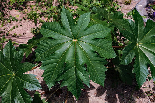 Green leaves of the castor bean plant, Ricinus communis