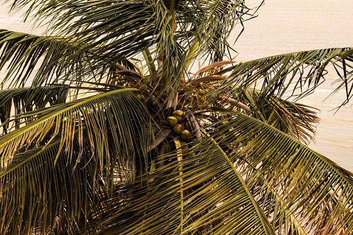 Several water coconuts on the palm tree with scientific name: Cocos nucifera, with a blurred background