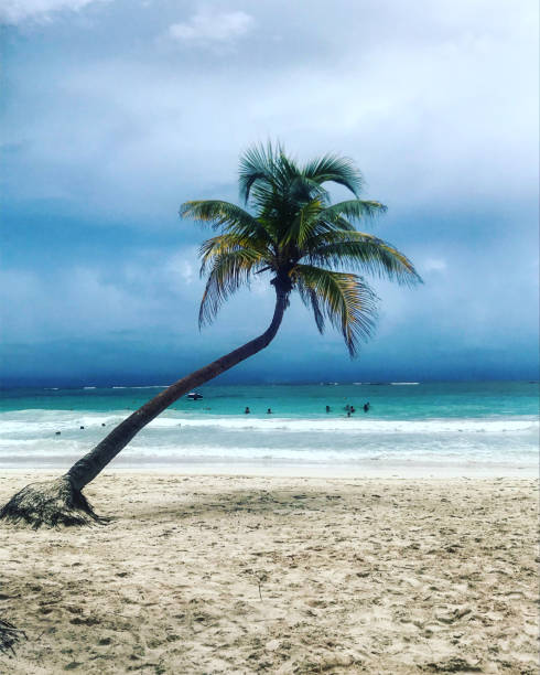 istock The Palm Tree of Tulum 1910271264