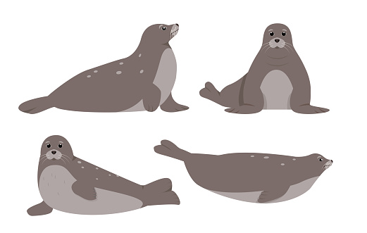 Set of Seal animals in different poses isolated on white background. Sea or ocean water mammal animal. Seals icons. Nature Vector flat or cartoon illustration.