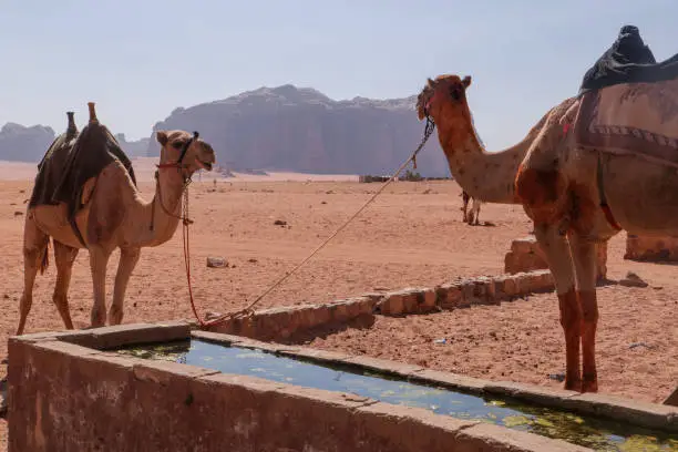 Camels at a waterhole on a trekking tour in Wadi Rum a protected desert wilderness in southern Jordan.