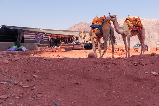 Camels in arabian desert not far from Hurghada city, Egypt