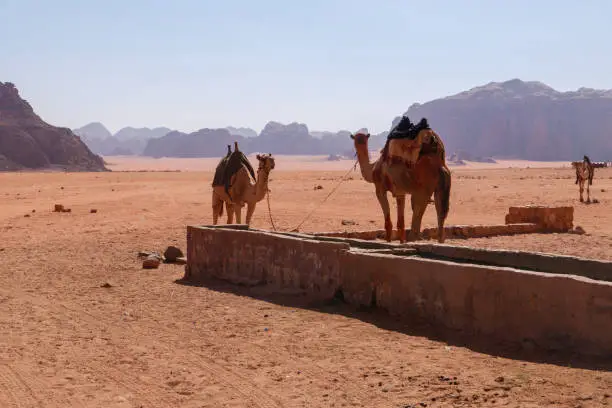 Camels at a waterhole on a trekking tour in Wadi Rum a protected desert wilderness in southern Jordan.