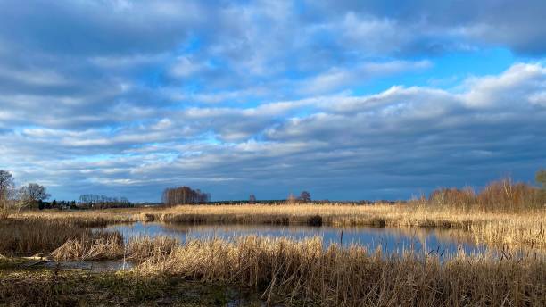 istock A lake surrounded by reeds 1910296404