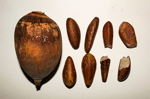 Shelled coconuts and almonds, from the babassu palm, Attalea speciosa, on a white surface