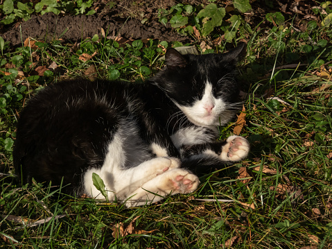 Close-up shot of a black and white cat sleeping on ground outdoors with visible front and back paws in a sunlight