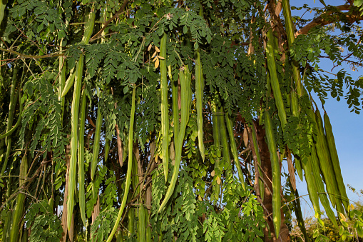 Fruits and leaves of Moringa oleifera, a plant from the Moringaceae family, better known as moringas.