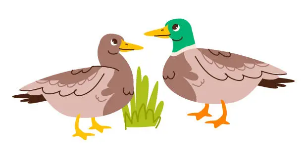 Vector illustration of Cute duck and drake isolated on white background. Kids vector illustration of farm poultry