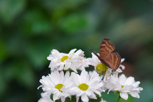 Yellow swallowtail butterfly on a flower closeup