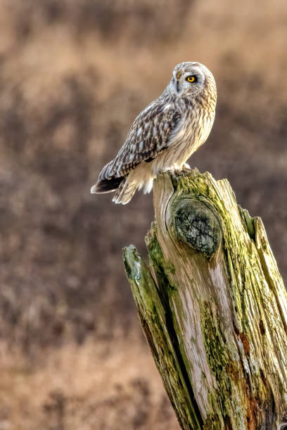 istock short-eared owl perching on a wooden pole, British Columbia, Canada 1910352095