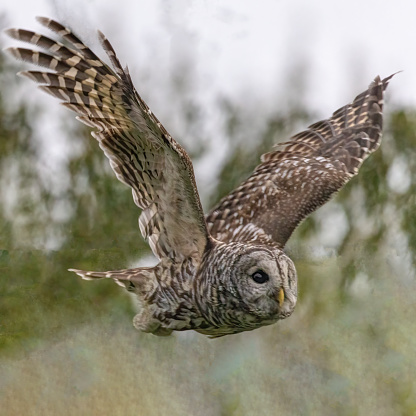 Barred Owl In Flight, Richmond, BC, Canada