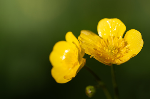 A macro image of uellow daisy.