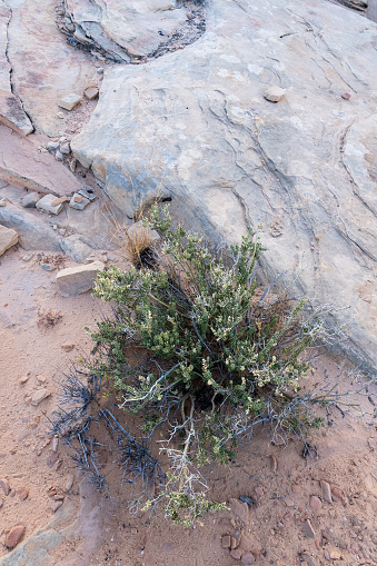 Nevada, desert, field, nature, dry climate.