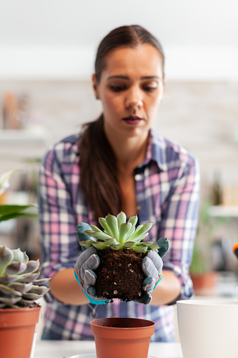 Portrait of happy woman holding succulent plant sitting on the table in kitchen. Woman replanting flowers in ceramic pot using shovel, gloves, fertil soil and flowers for house decoration.