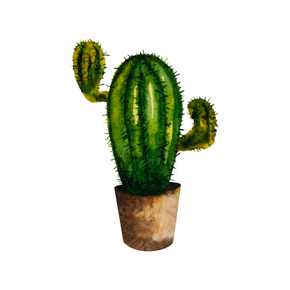 Watercolor illustration of a cactus in a brown pot. Homemade green flower with needles. The illustration is drawn by hand. Can be used for your design cards, stickers, scrapbooking, posters, prints.