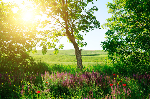 Spring landscape. Trees, blooming grass and bright sun on a blue sky.