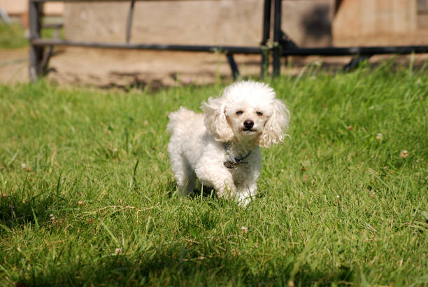 istock Small White Dog Running Outside in Grass 1910430741