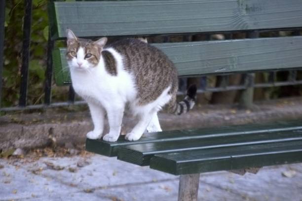 a cute grey white cat in a green bench