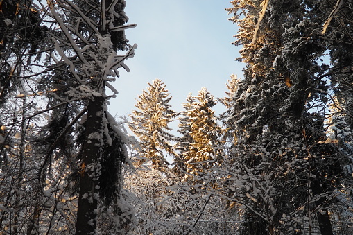 Spruce Picea is a coniferous evergreen tree of the Pine family Pinaceae. Evergreen trees. Common spruce, or Norway spruce Picea abies is widespread in northern Europe. Snowy winter coniferous forest