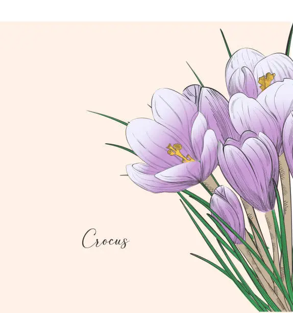 Vector illustration of Delicate crocus for postcard. Vector design in all-spring conception
