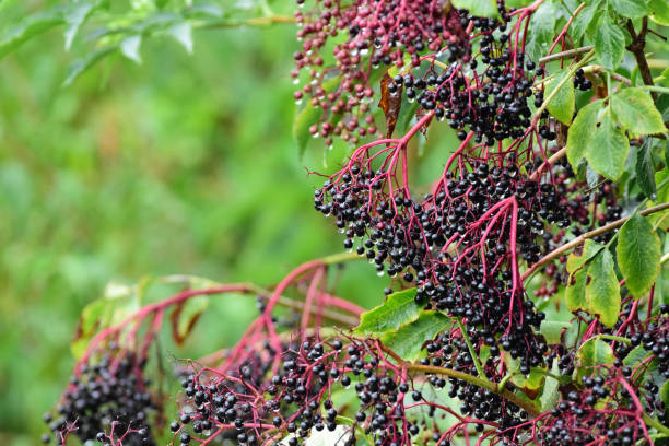 istock Black elderberries seeds. Medicinal plants wild fruits 1910439431