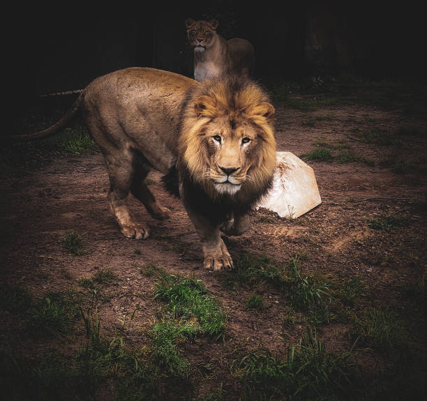 Lion