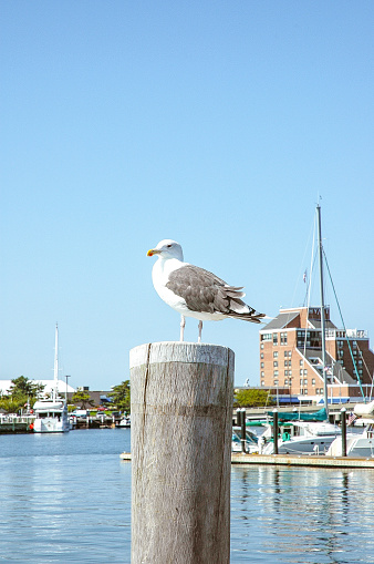 A seagull sits on a post in this New England Harbor.