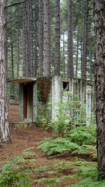 istock Concrete cubic building in a dense pine forest among ferns 1910491690