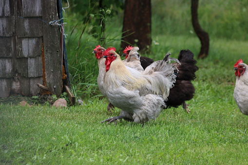 Free-roaming chickens running through the grass