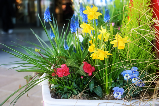 Potted spring flowers like daffodils and grape hyacinths on the street as colorful Easter decoration in the city, copy space, selected focus, narrow depth of field