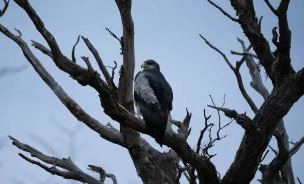 a black-chested buzzard-eagle at night